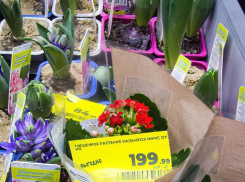 В Камышине диктует свои правила весна: в выходные потеплеет до +3 градусов, но небольшому снегу это не помешает