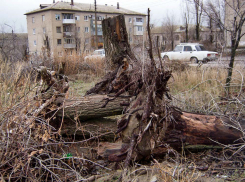 Камышане предлагают хотя бы перед Новым годом вывезти, наконец, с обочин парка Текстильщиков выкорчеванные уродливые пни с корнями