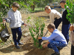В Таловской сельской школе Камышинского района ребята посадили сад из вишен, яблонь и берез