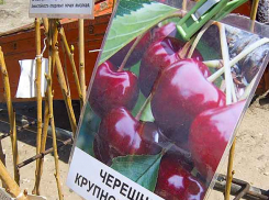 В Камышине на распродажах саженцев дачники отдают предпочтения деревцам из бывшего совхоза «Мичуринский»