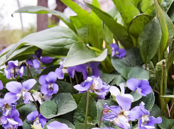 В Камышине 25 апреля синоптики говорят о дожде до вечера, но ливня уже не предсказывают