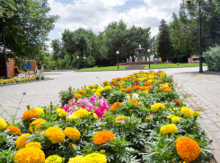 В центральном парке Камышина, который смело может претендовать на лучшую клумбу города, расцвела лаванда