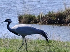 В преддверии Всемирного Дня журавля в Волгоградской области замечательную птицу решили «пригласить» на главную роль в видеоролики