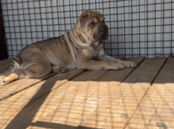 В Волгоградской области тысячи просмотров набирает сюжет о выброшенном и получившем дом шарпее, в которого влюбились читатели (ВИДЕО)