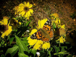 В Камышине наступает второе бабье лето