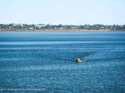 В Камышине вновь появились отмели из-за высоких сбросов воды на Волжской ГЭС