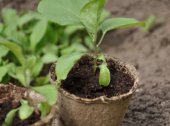ПЯТЬ проблем грунта для рассады и способы их устранения