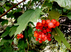 Синоптики включили дождь на весь день в прогноз на субботу 9 сентября