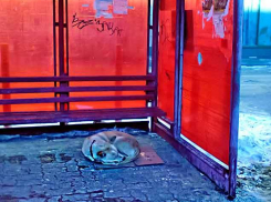 Камышину дополнительно выделили миллион рублей на отлов бездомных собак