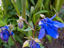 В Камышин, наконец, приходит настоящее лето - увы, до июньского похолодания