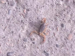 Камышанам на улице Гороховской «попозировал» скорпион