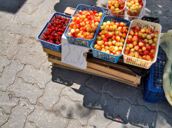 В Камышине поспела желтая черешня, но стоит она, как «золотая»
