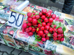 Камышане вырастили для земляков «новогоднюю» редиску