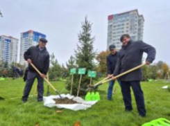 В волгоградском сквере династий теперь растет дерево, высаженное камышанами Юмагуловыми