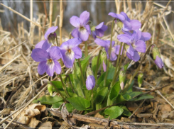 В Камышине сегодня солнце, а завтра дожди