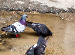 Жестокий шторм и похолодание до +8-ми обрушатся на Волгоградскую область