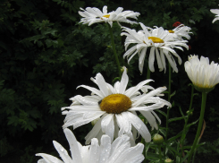 Ливень и град ударили по садам и огородам в Волгоградской области 