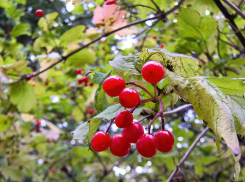 На картинке «Гисметео» для Камышина нарисованы снежинки в прогнозе на сегодня, 11 октября