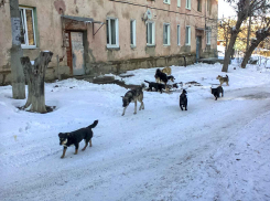 Депутаты хотят спросить волгоградского губернатора о бродячих собаках