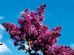 В Камышине наступила летняя жара