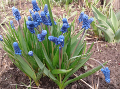 В субботу над Камышином будут сгущаться тучи - к дождю