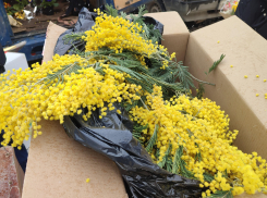 В Камышин к Женскому дню вернулись морозы