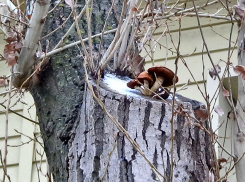 В Камышине к Новому году природа «подала» грибы на второй этаж, но...