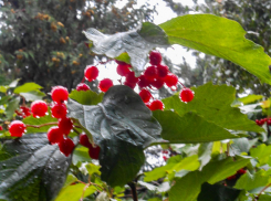 Две недели похолодания с дождями ждет жителей Волгоградской области