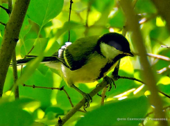 Камышанам выпадает по-летнему теплая и солнечная среда