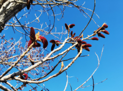 Заморозки до -3-х объявили в Волгоградской области  из-за Норвежского циклона