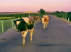 В Волгоградской области селяне не поделили луг для выпаса коровы: дело дошло до стрельбы