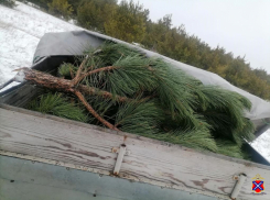 В Камышинском районе полицейские задержали подозреваемых в незаконной рубке сосен
