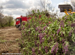 На упреки камышан в уничтожении зелени при реконструкции парка Текстильщиков власти отвечают, что высаживать новые деревья начнут вот-вот