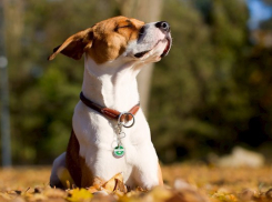 Тепло  и  солнечно: какая погода ожидает камышан  в праздничные  выходные ноября 