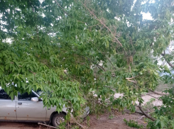 «Бомжи уже создали на упавшем дереве «гостевой дом», а убирать его никто не собирается? - камышанин