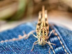 Камышане в шоке: прыгучая саранча долетает до шестых этажей