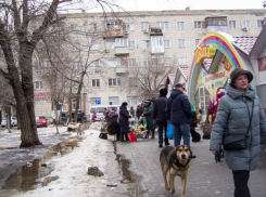 За рану, полученную от укуса бродячей собаки, суд взыскал с администрации Камышина 20 тысяч  в пользу пострадавшего - оспорить решение чиновникам не удалось