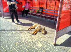 В Камышине чиновники заявили во всеуслышание, что денег на борьбу с бродячими собаками у них нет - все вышли