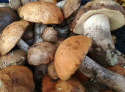 На рынки Камышина «нагрянули» маслята, и не только