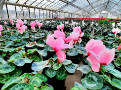 Выставка первоцветов в Волгоградском ботаническом саду покорила балом цикламенов