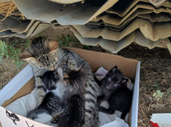 Сердобольные камышане пристраивают измученную выброшенную кошку с котятами