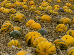 В администрации Камышинского района прошло совещание фермеров по «гростыкве»