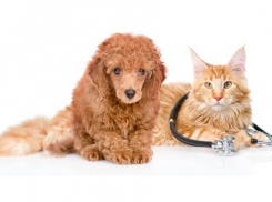 Petstory.ru: полный спектр ветеринарных услуг для вашего любимца