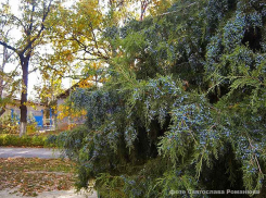Синоптики увидели во вторник в Камышине потепление и небольшой дождь