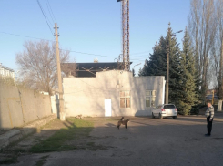 Вчера моего внука покусала собака из своры на стадионе «Текстильщик» - сколько это будет продолжаться в городе? - камышанин