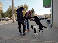 Невероятно трогательную историю про сбитую собаку и бабушку со стулом рассказала камышанка в соцсетях