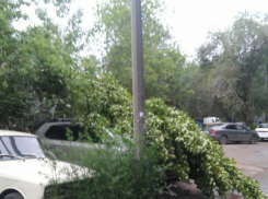 Ночной шторм массово повалил деревья в Волжском и Волгограде, - «Блокнот Волгограда»