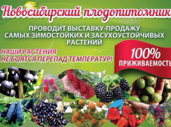 Сочное, вкусное, витаминное  чудо - лучшие саженцы для камышан!