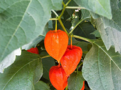 Ветерок с северо-запада понизит температуру в Камышине в сегодняшний понедельник на два-три градуса, возможен небольшой дождь