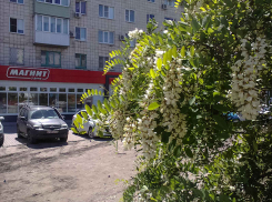Камышане могут настраиваться на «медовое лето»